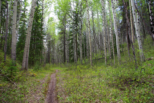 Saturday Night Loop, Minnow Lake Campground