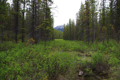 Athabasca Pass, Whirlpool Campground