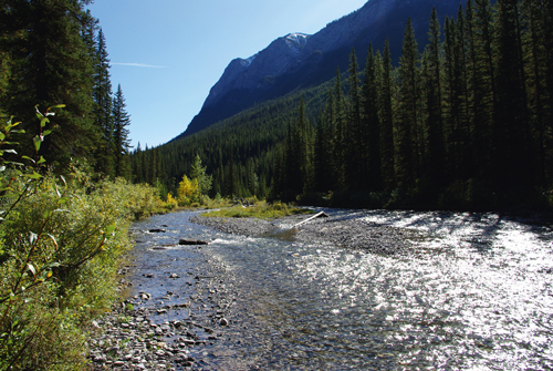 Spray River Campground (SP6)