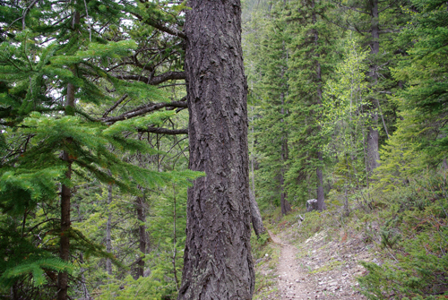 Mount Burgess