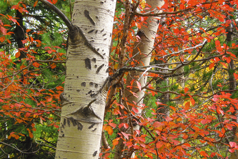 Fernie Bike and Hike Trails and Elk River Walk