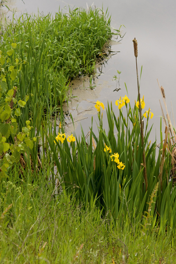 Creston Valley Wildlife Management Area