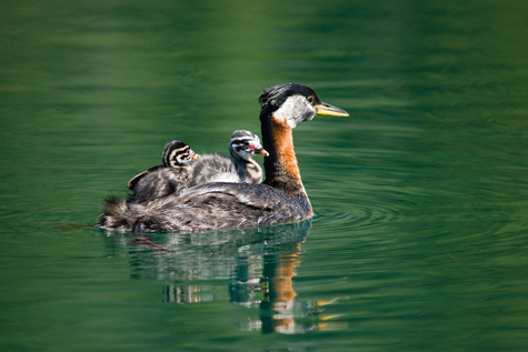 Cooper Lake – Moyie River
