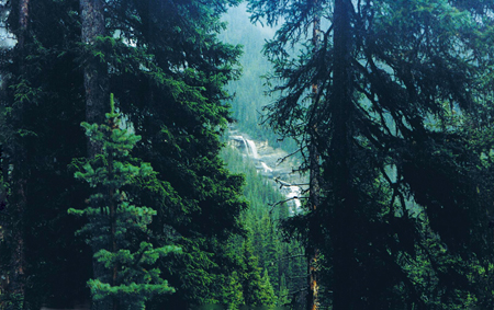 Laughing Falls Campground