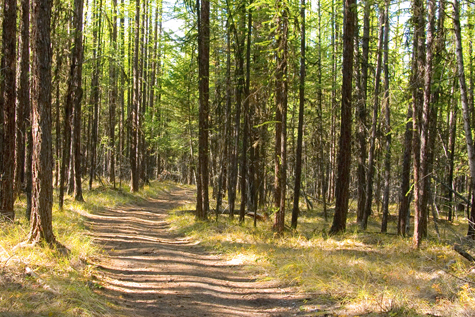 South Star Cross-Country Ski Trails