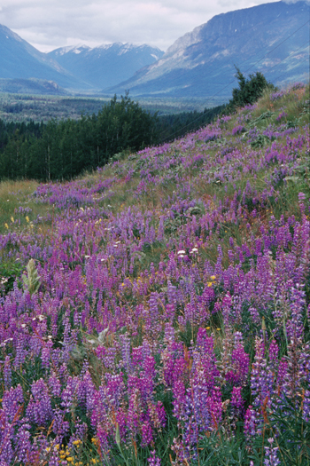 Kimberley Nature Park – Sunflower Hill
