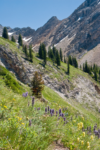 Nine Basins – Wild horse Creek Headwaters