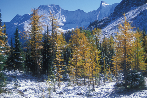 Jumbo Pass