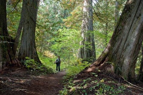 Old Growth Trail at Island Lake Resort