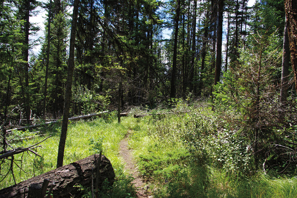 Shorts Creek Canyon Rim