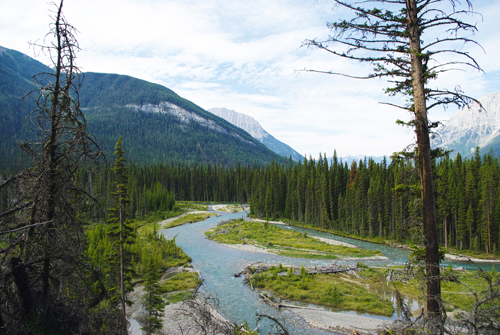 Simpson River Trail/Surprise Creek Campground