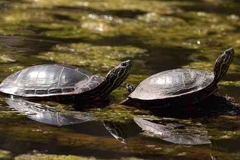 Yankee, Canuck and Turtle Lakes Loop – Premier Lake Provincial park