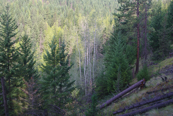 Reinecker Creek Lower Loop